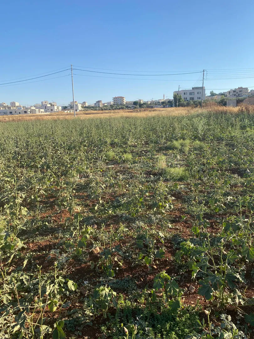 أرض في عمان جاوا  - 47,000 دأ - صورة 1
