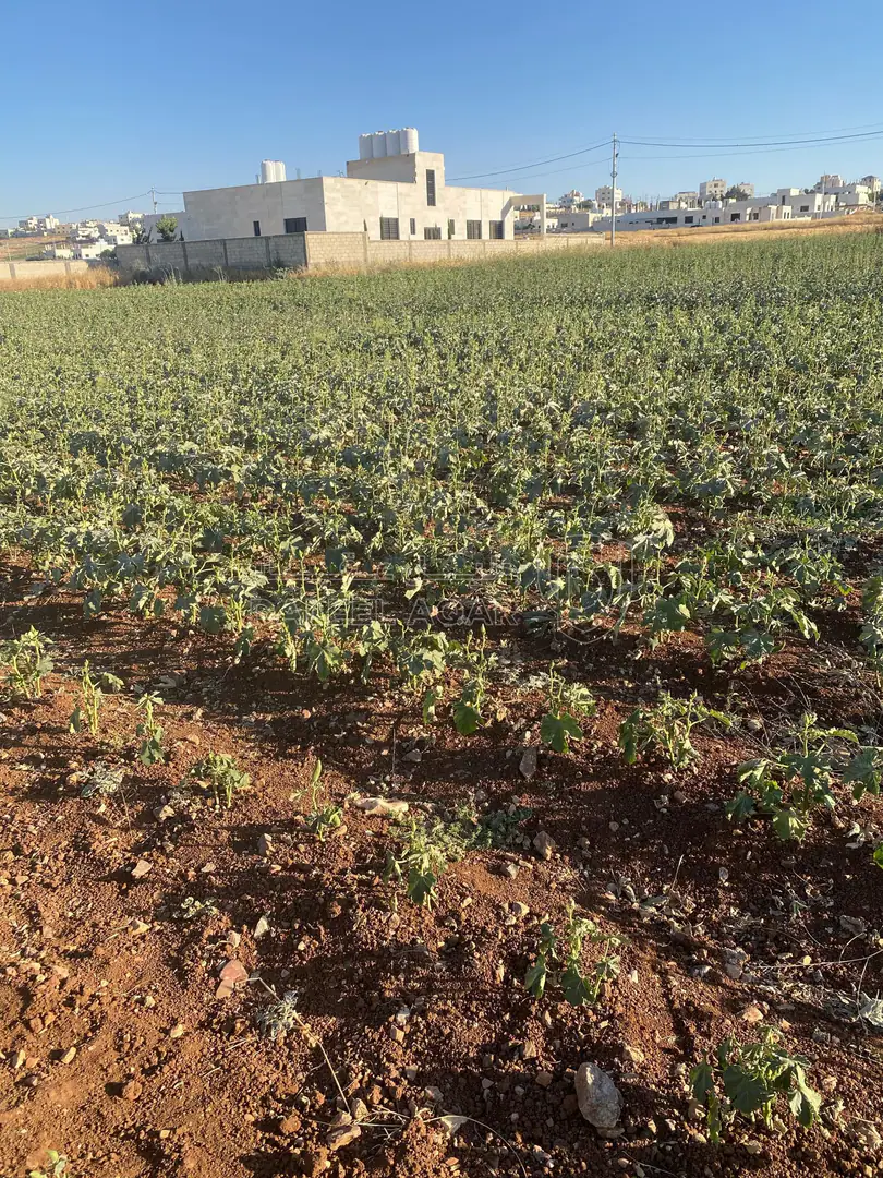 أرض في عمان جاوا  - 47,000 دأ - صورة 1