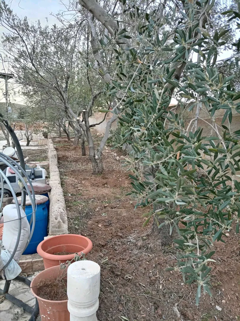 أرض في الزرقاء بيرين - 250,000 دأ - صورة 1