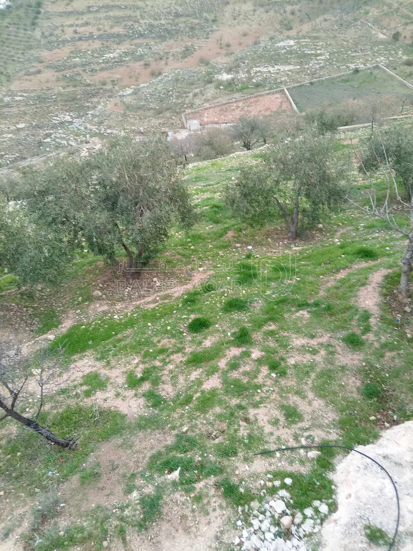 أرض في الزرقاء بيرين - 250,000 دأ - صورة 1