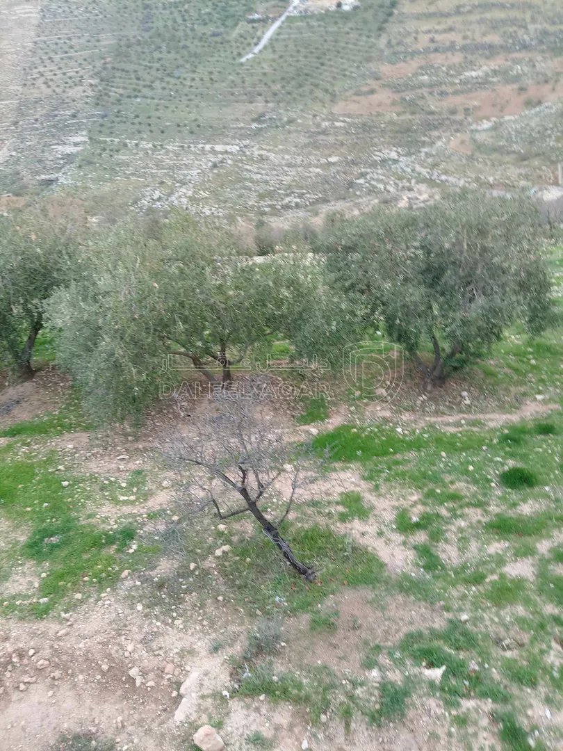 أرض في الزرقاء بيرين - 250,000 دأ - صورة 1