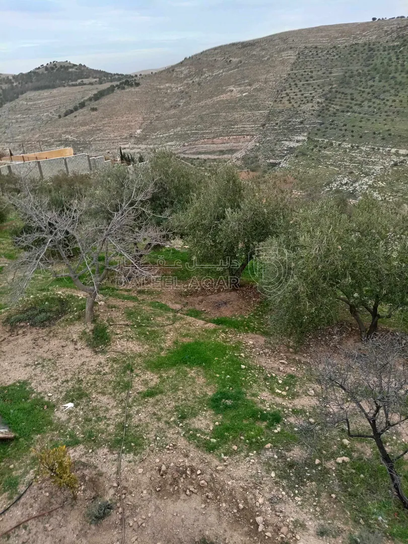 أرض في الزرقاء بيرين - 250,000 دأ - صورة 1