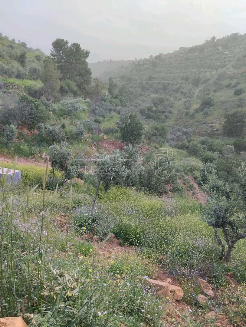 أرض في السلط/الصبيحي/بيوضة الشمالية  - 33,000 دأ - صورة 1