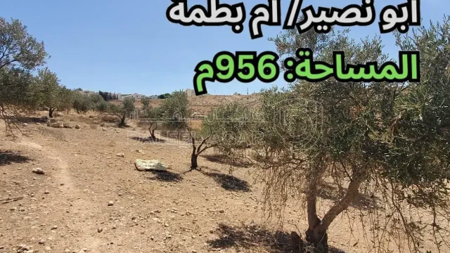 أرض - أبو نصير - أم بطمة - قرب مسجد النبي إبراهيم الخليل - 100000 دأ