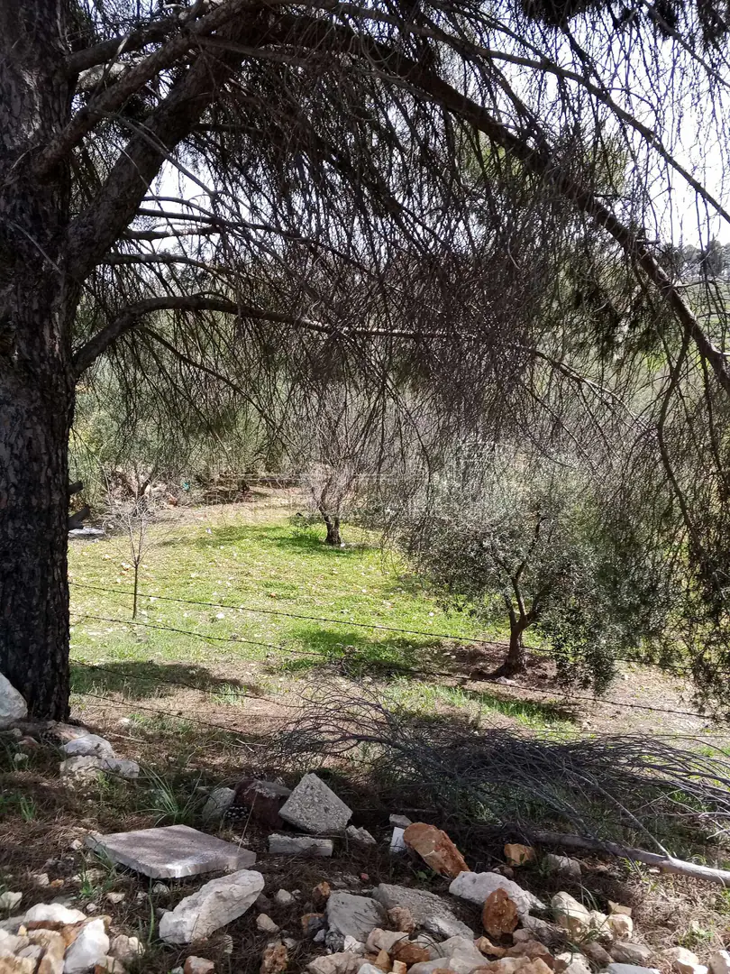 أرض في 6545م زراعي مزرعه خشروم ناعور بسعر مغري - 560,000 دأ - صورة 1