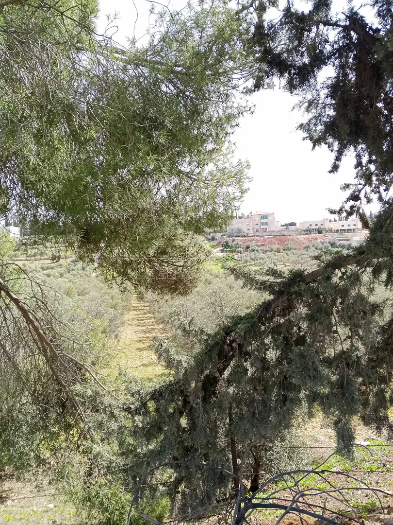 أرض في 6545م زراعي مزرعه خشروم ناعور بسعر مغري - 560,000 دأ - صورة 1