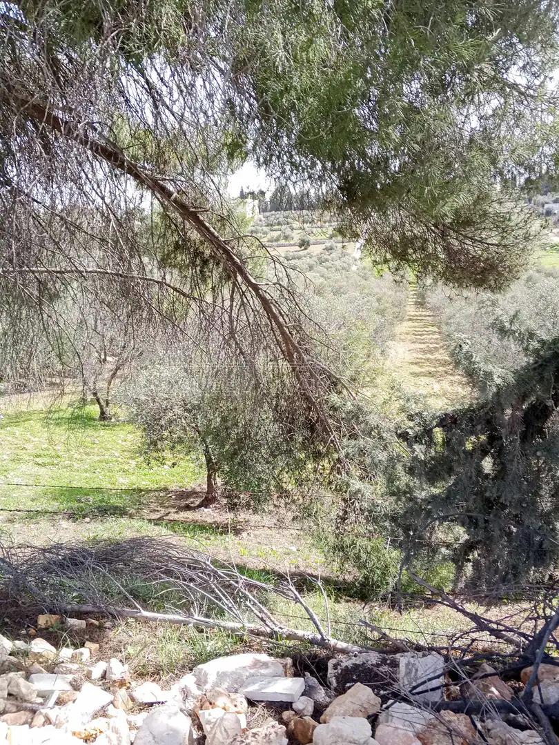 أرض في 6545م زراعي مزرعه خشروم ناعور بسعر مغري - 560,000 دأ - صورة 1