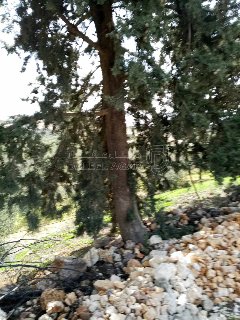 أرض في 6545م زراعي مزرعه خشروم ناعور بسعر مغري - 560,000 دأ - صورة 1