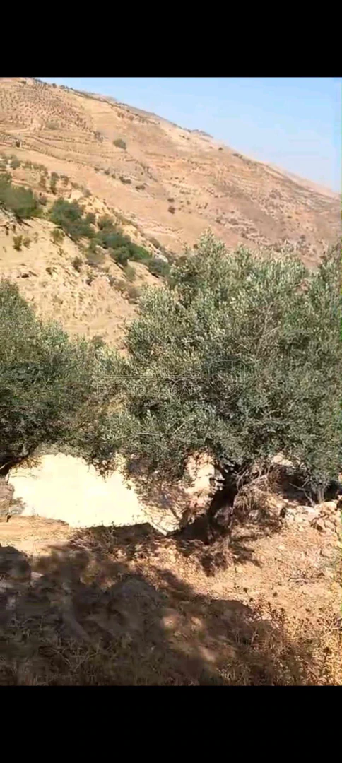 أرض في السلط الصبيحي مقابل بير حجاج - 130,000 دأ - صورة 1