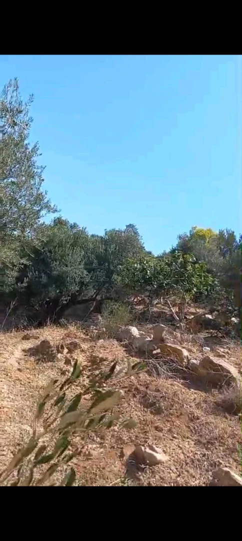 أرض في السلط الصبيحي مقابل بير حجاج - 130,000 دأ - صورة 1