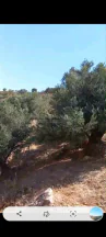 أرض في السلط الصبيحي مقابل بير حجاج - 130,000 دأ - صورة NaN
