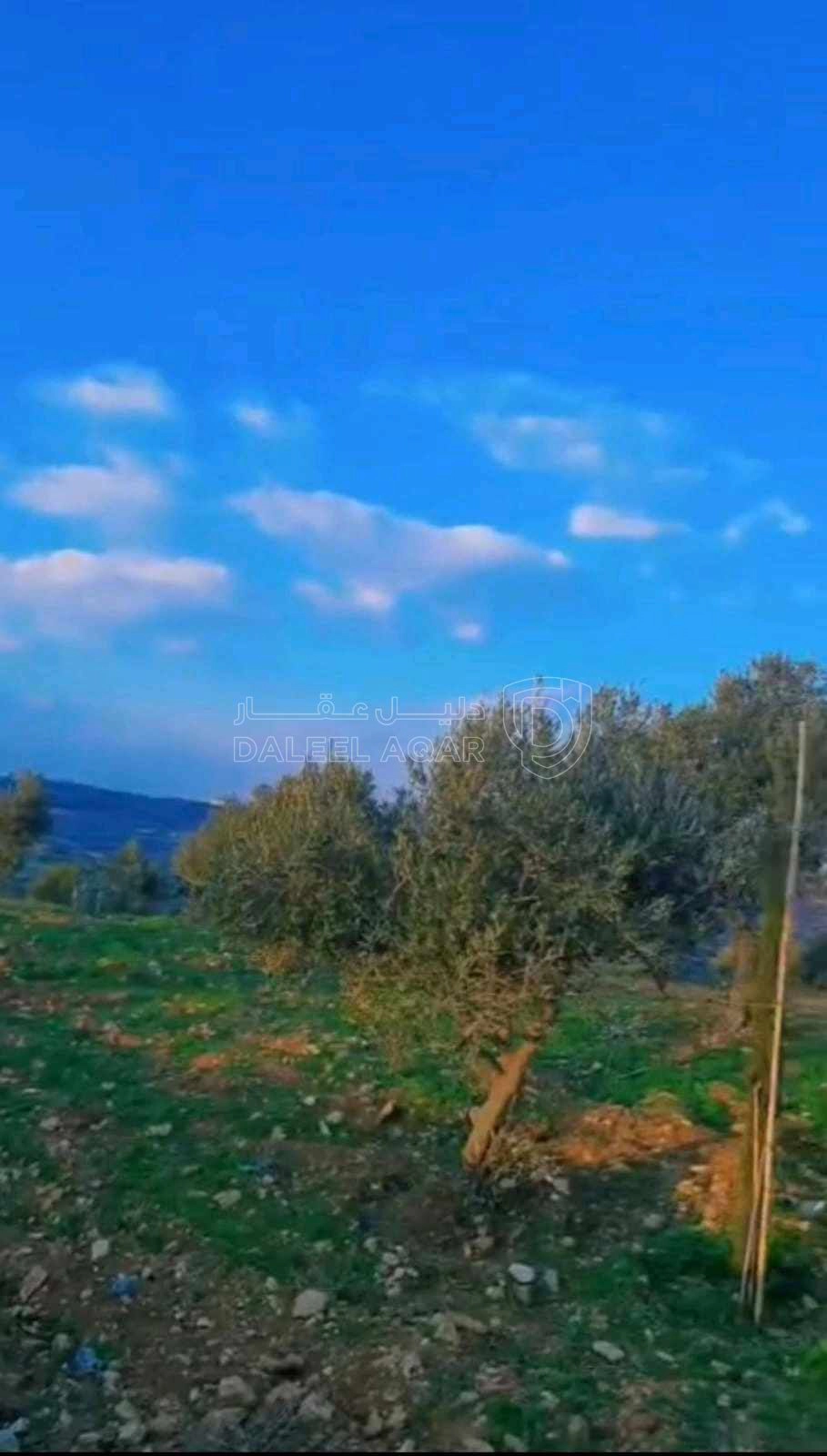 أرض في عجلون صخره - 85,000 دأ - صورة 1