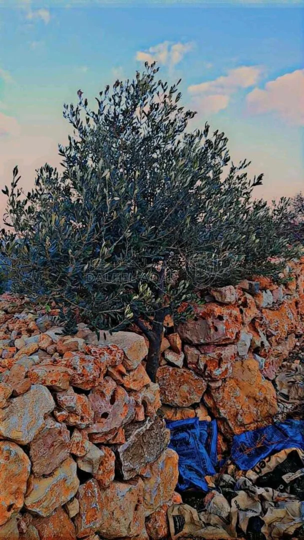 أرض في عجلون صخره - 85,000 دأ - صورة 1