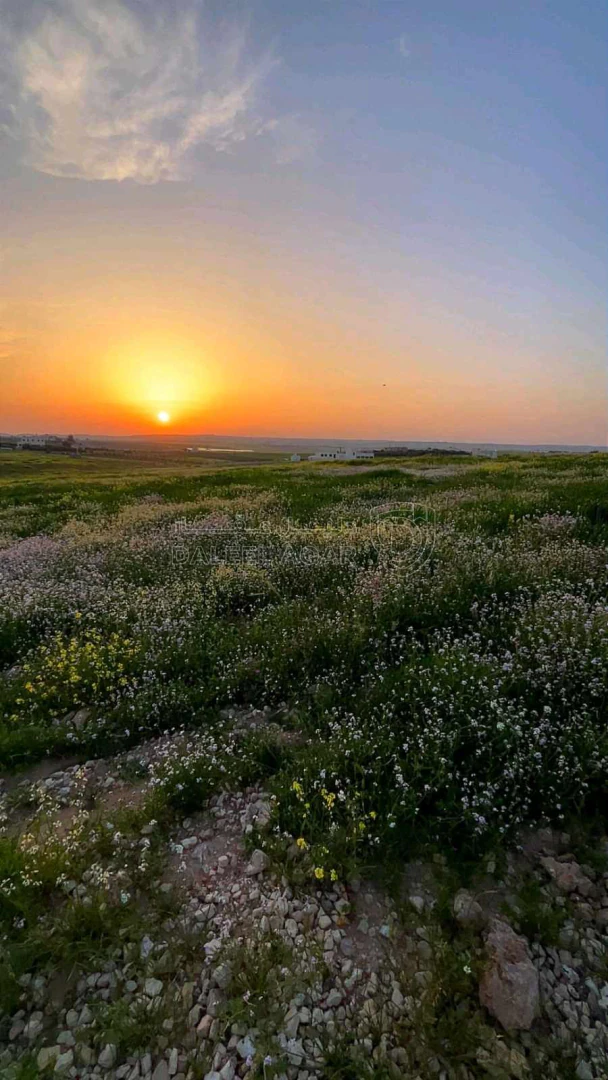 أرض في السيفية جنوب الجيزة المطار - 50,000 دأ - صورة 1