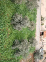أرض - اربد بإتجاه غرب دوار البياضه ٢٠٠ متر  - 55000 دأ