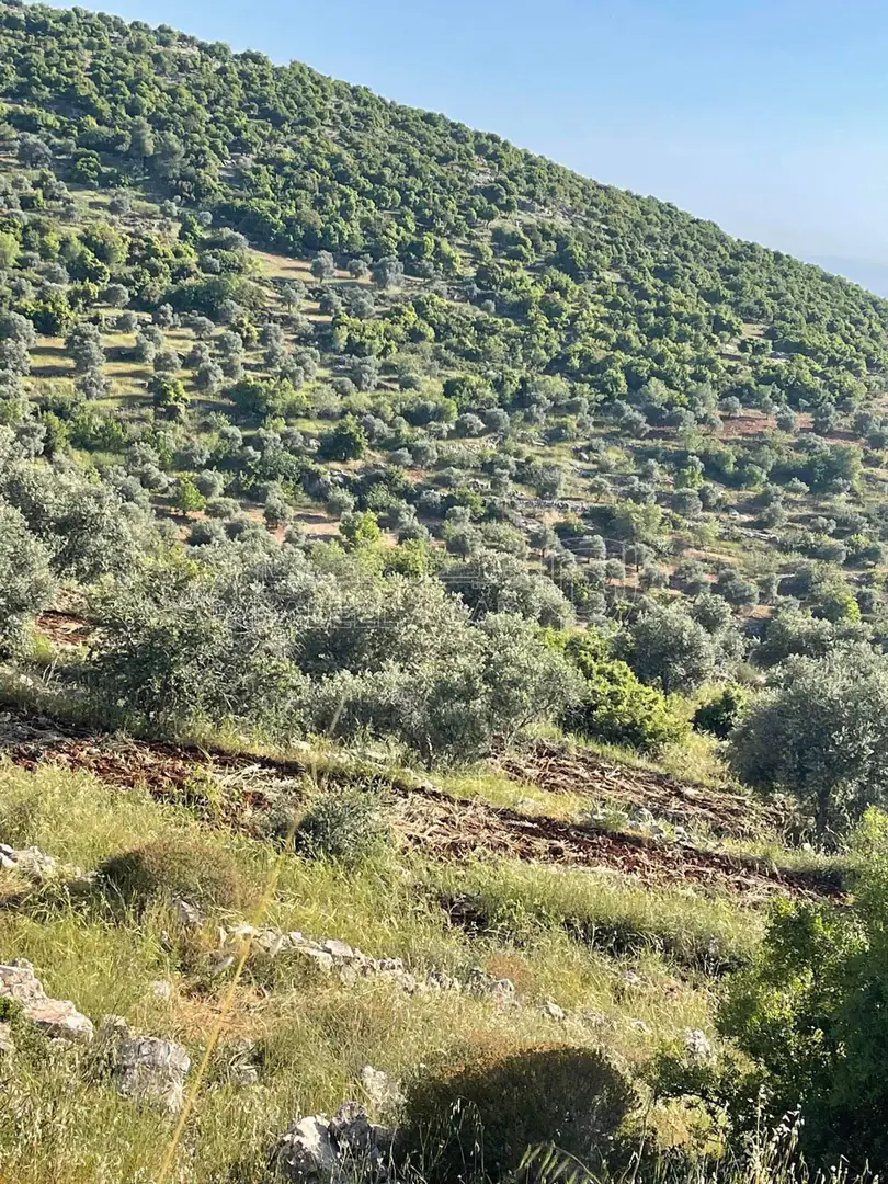 أرض في عجلون دير صماديه - 125,000 دأ - صورة 1