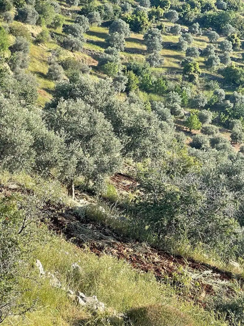 أرض في عجلون دير صماديه - 125,000 دأ - صورة 1