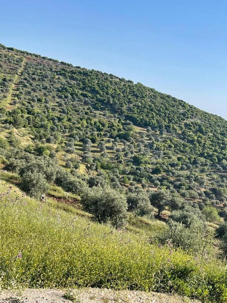 أرض في عجلون دير صماديه - 125,000 دأ - صورة 1