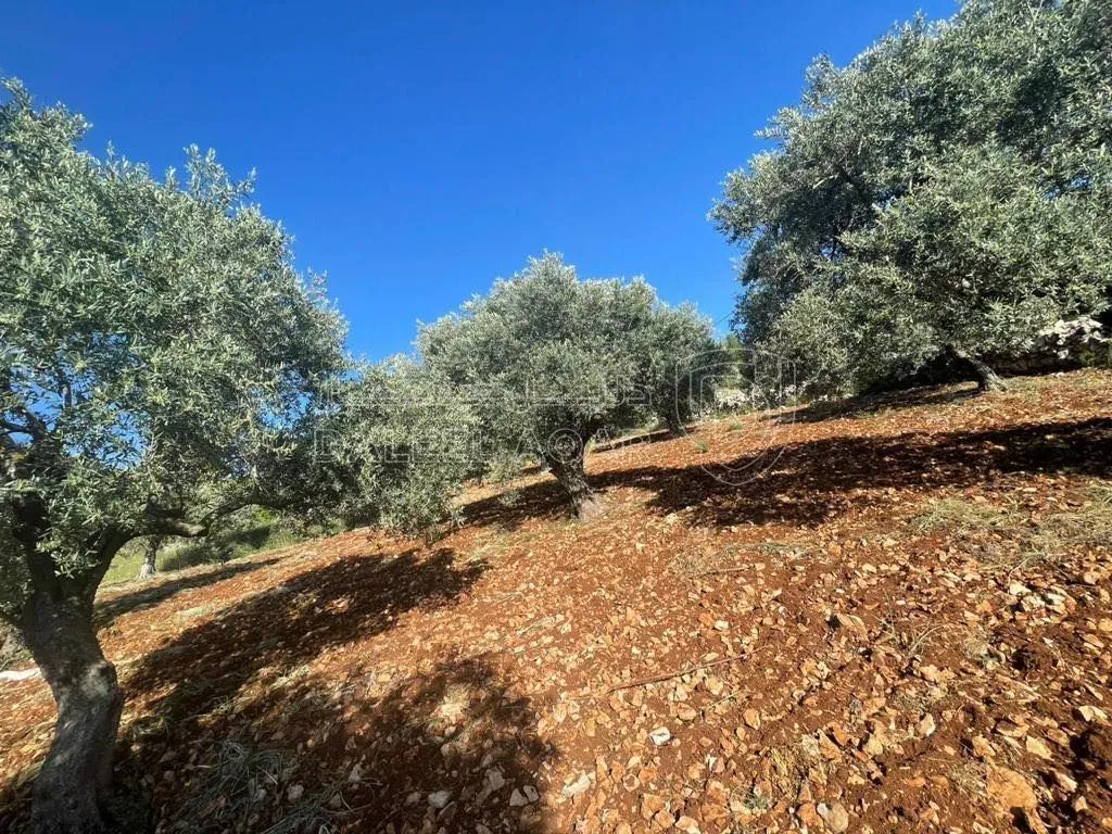 أرض في عجلون دير صماديه - 125,000 دأ - صورة 1