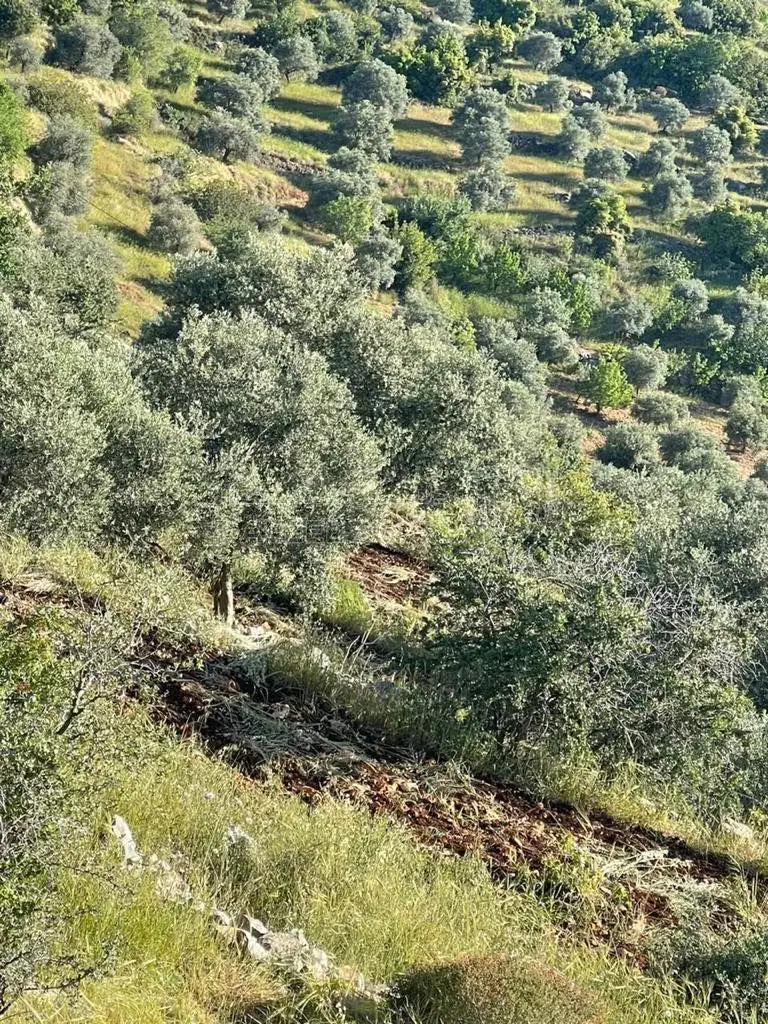 أرض في عجلون دير صماديه - 125,000 دأ - صورة 1