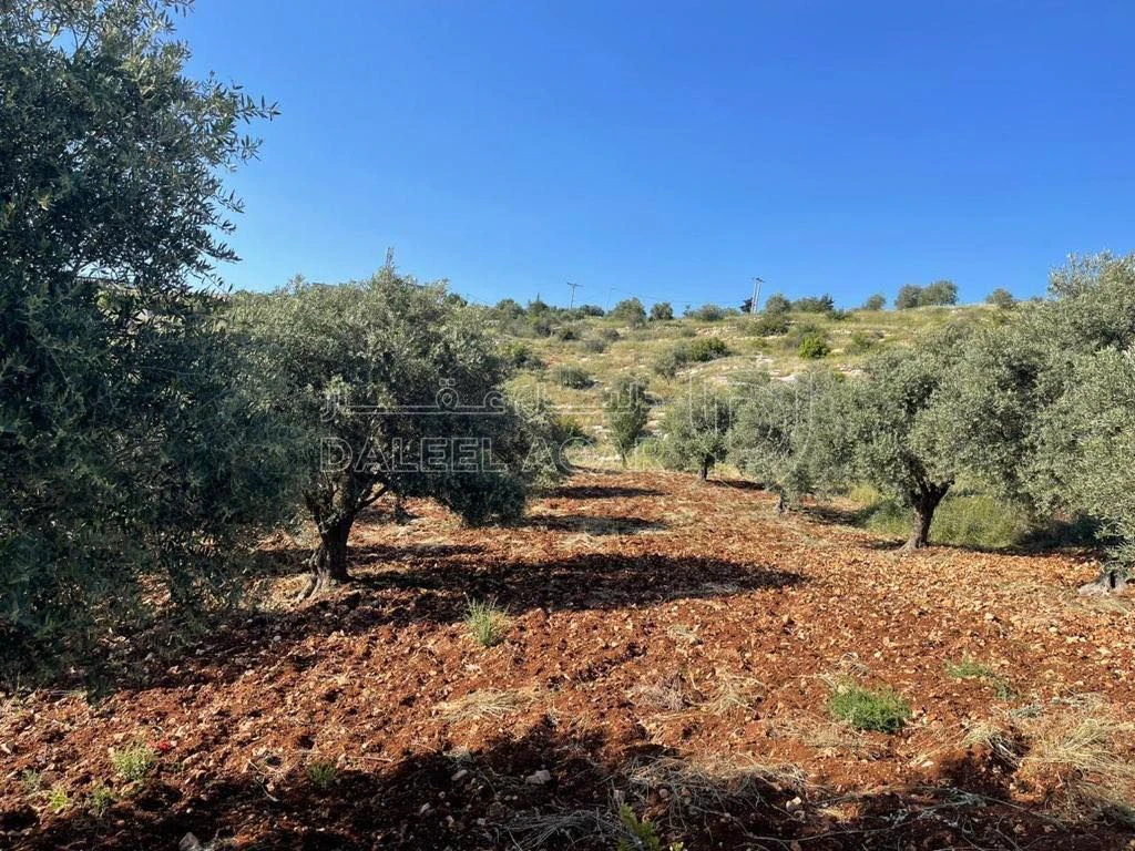 أرض في عجلون دير صماديه - 125,000 دأ - صورة 1