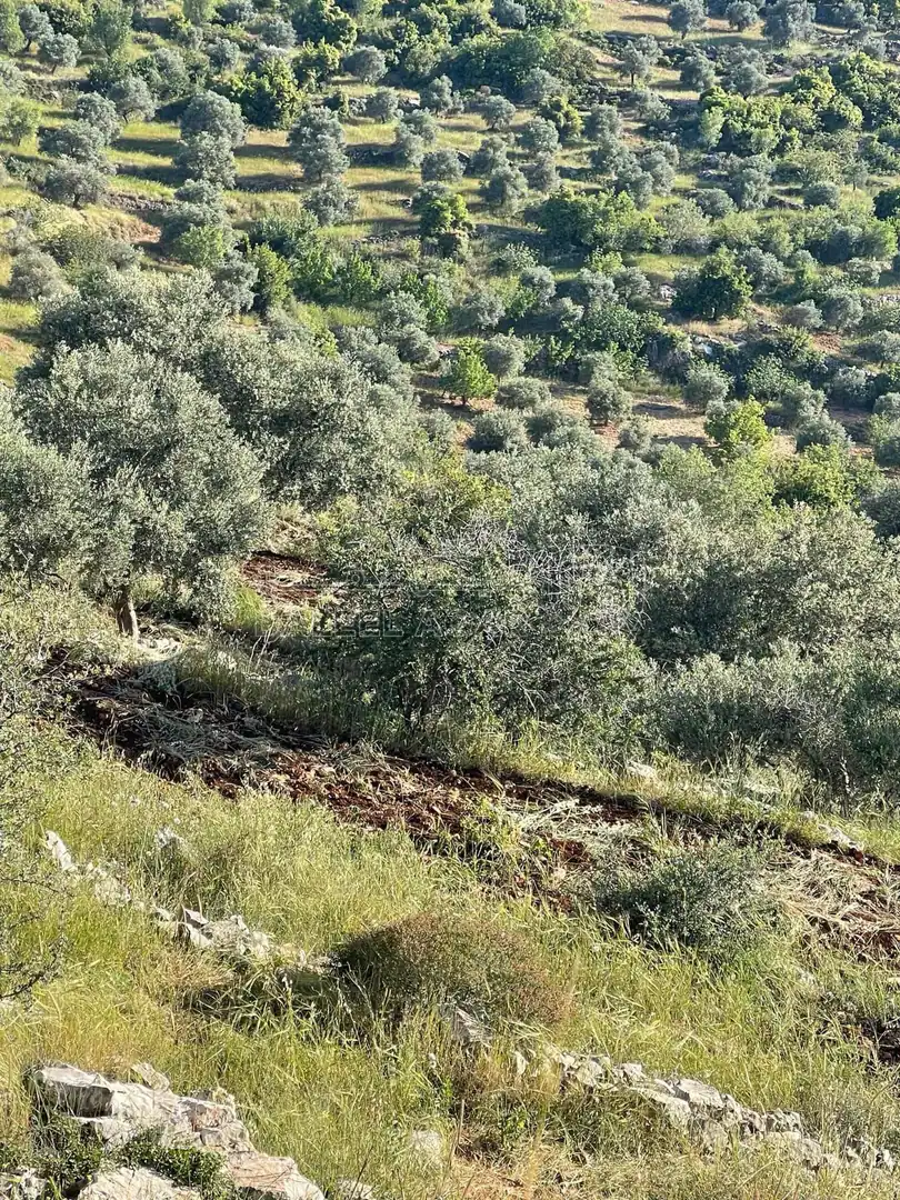 أرض في عجلون دير صماديه - 125,000 دأ - صورة 1