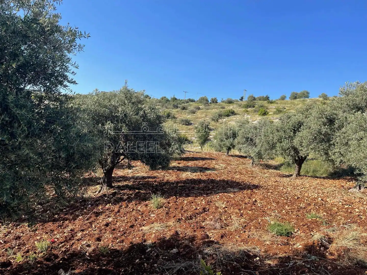 أرض في عجلون دير صماديه - 125,000 دأ - صورة 1