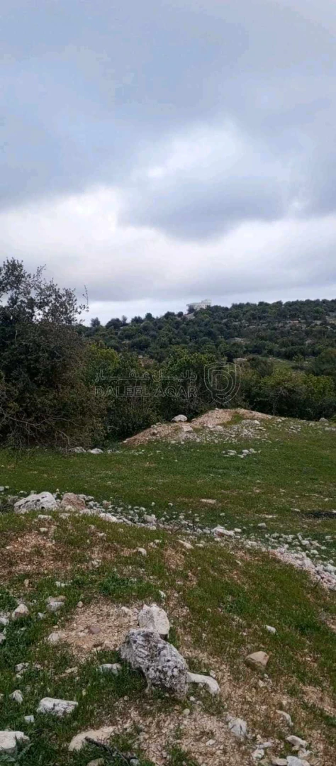 أرض في أرض على رأس جبل مطله على فلسطين في منطقه سياحيه - 250,000 دأ - صورة 1