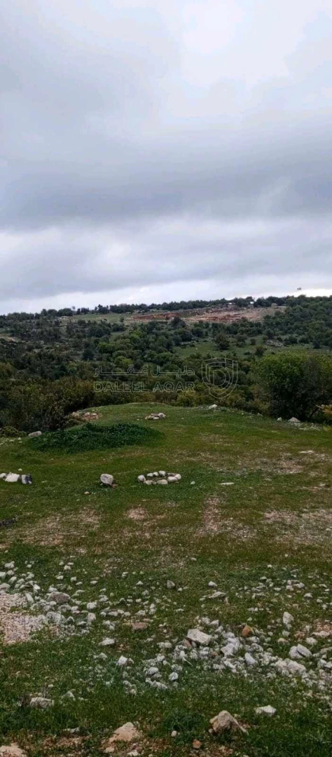 أرض في أرض على رأس جبل مطله على فلسطين في منطقه سياحيه - 250,000 دأ - صورة 1