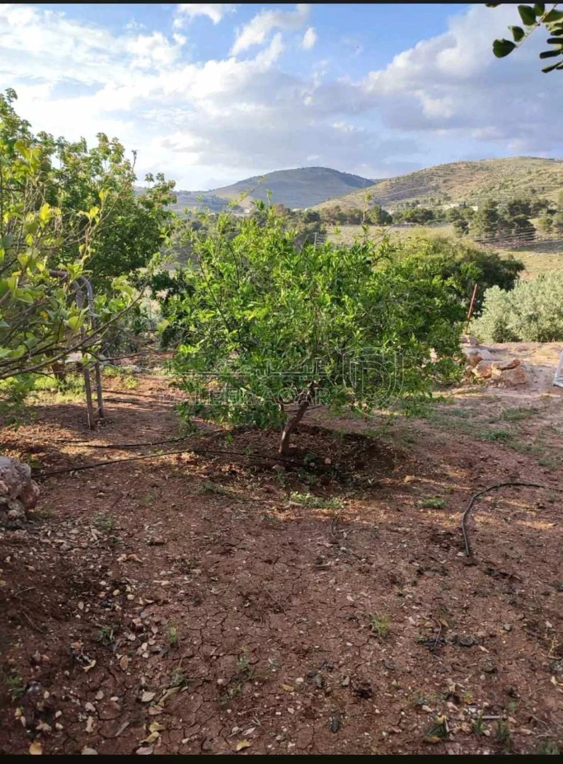 مزرعة/شاليه في السلط يرقا إسكان المهندسين ام زويتيه  - 65,000 دأ - صورة 1