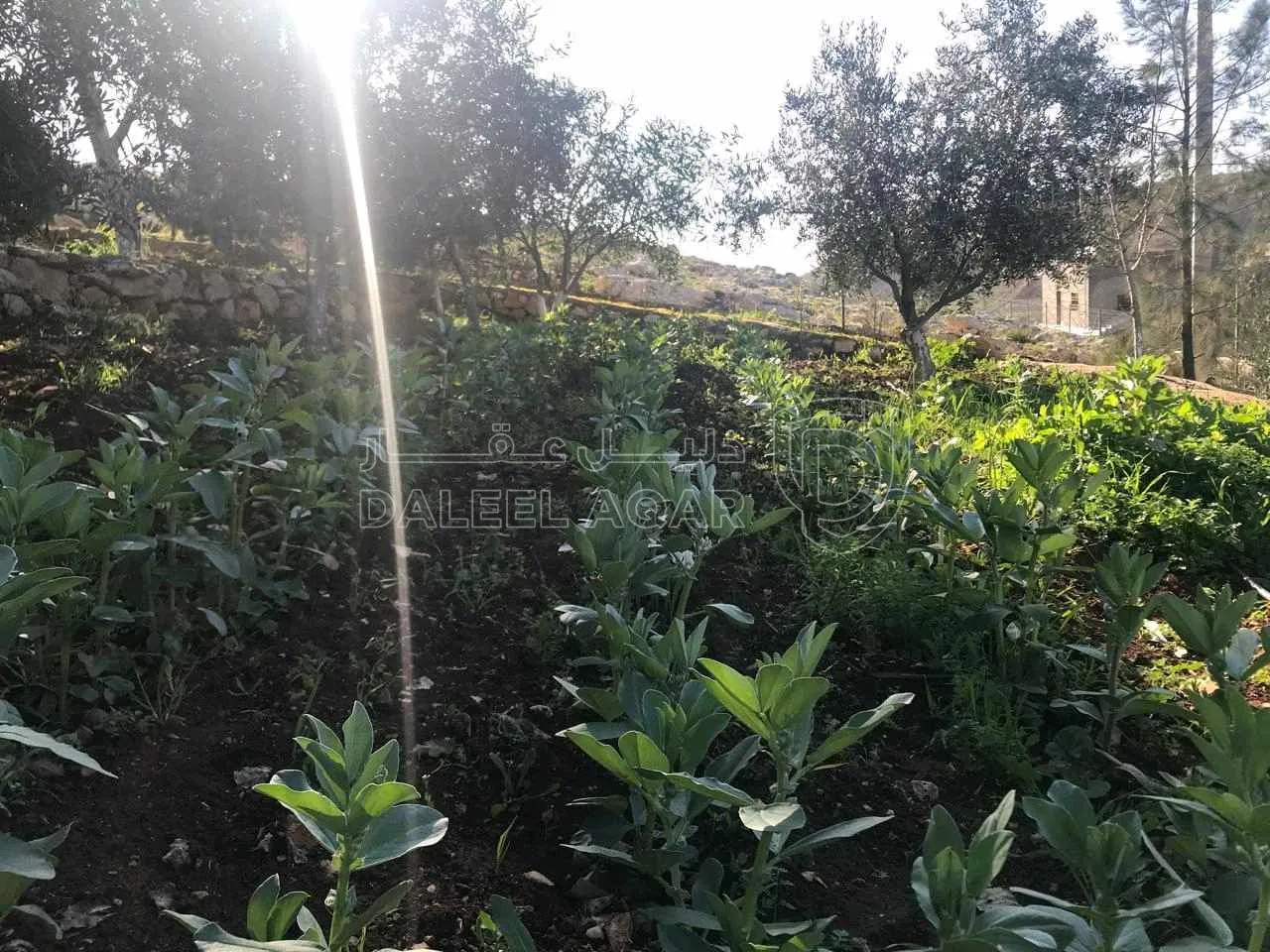 مزرعة/شاليه في السلط يرقا إسكان المهندسين ام زويتيه  - 65,000 دأ - صورة 1