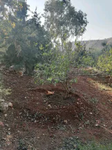 مزرعة/شاليه في السلط يرقا إسكان المهندسين ام زويتيه  - 65,000 دأ - صورة NaN