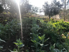 مزرعة/شاليه في السلط يرقا إسكان المهندسين ام زويتيه  - 65,000 دأ - صورة NaN