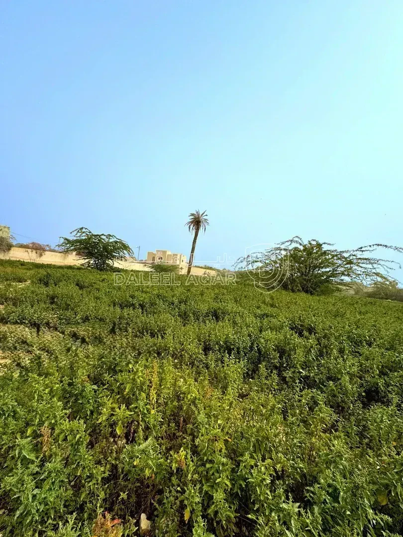 أرض في الشونة الجنوبية - 31,680 دأ - صورة 1