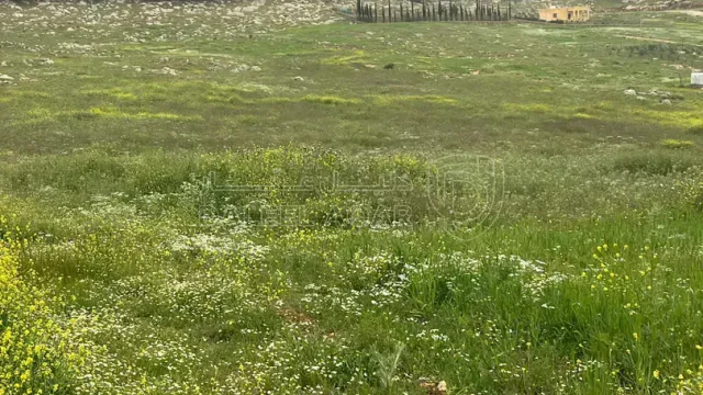 أرض - ارض للبيع جرش ام قنطرة  مقابل مطعم ريف المزرعة - 55000 دأ