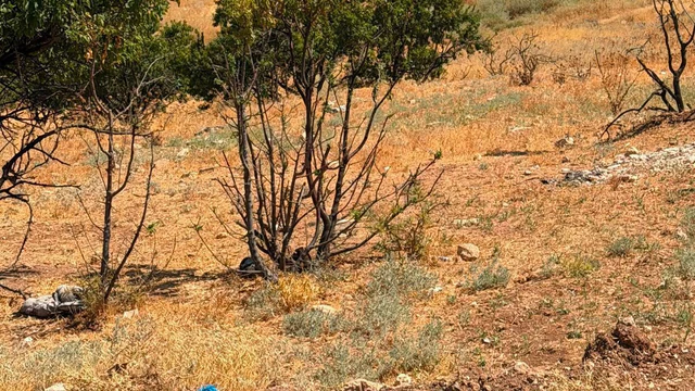 أرض في عمان ناعور حسبان بالقرب من الجامعة الألمانية  - 27,500 دأ - صورة NaN