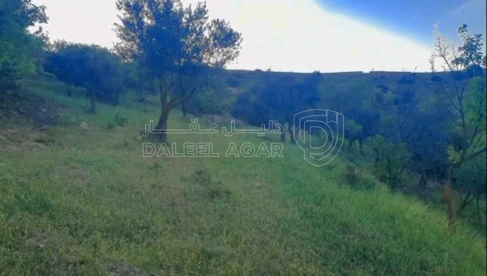 أرض في قطعة ارض للبيع مساحة ١٢ دونم ف منطقة صخره مزروعه أ - 18,000 دأ - صورة 1