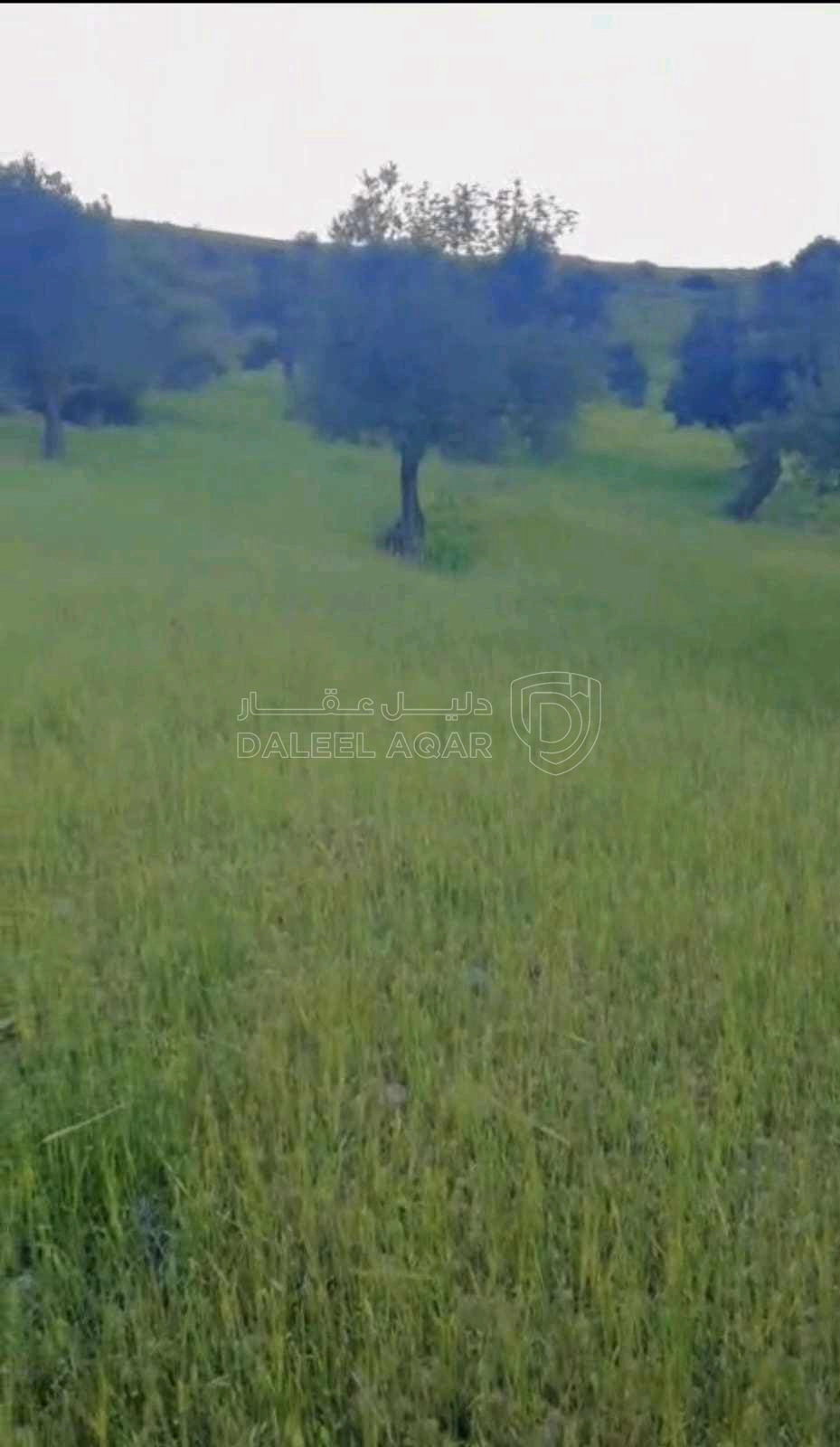 أرض في قطعة ارض للبيع مساحة ١٢ دونم ف منطقة صخره مزروعه أ - 18,000 دأ - صورة 1