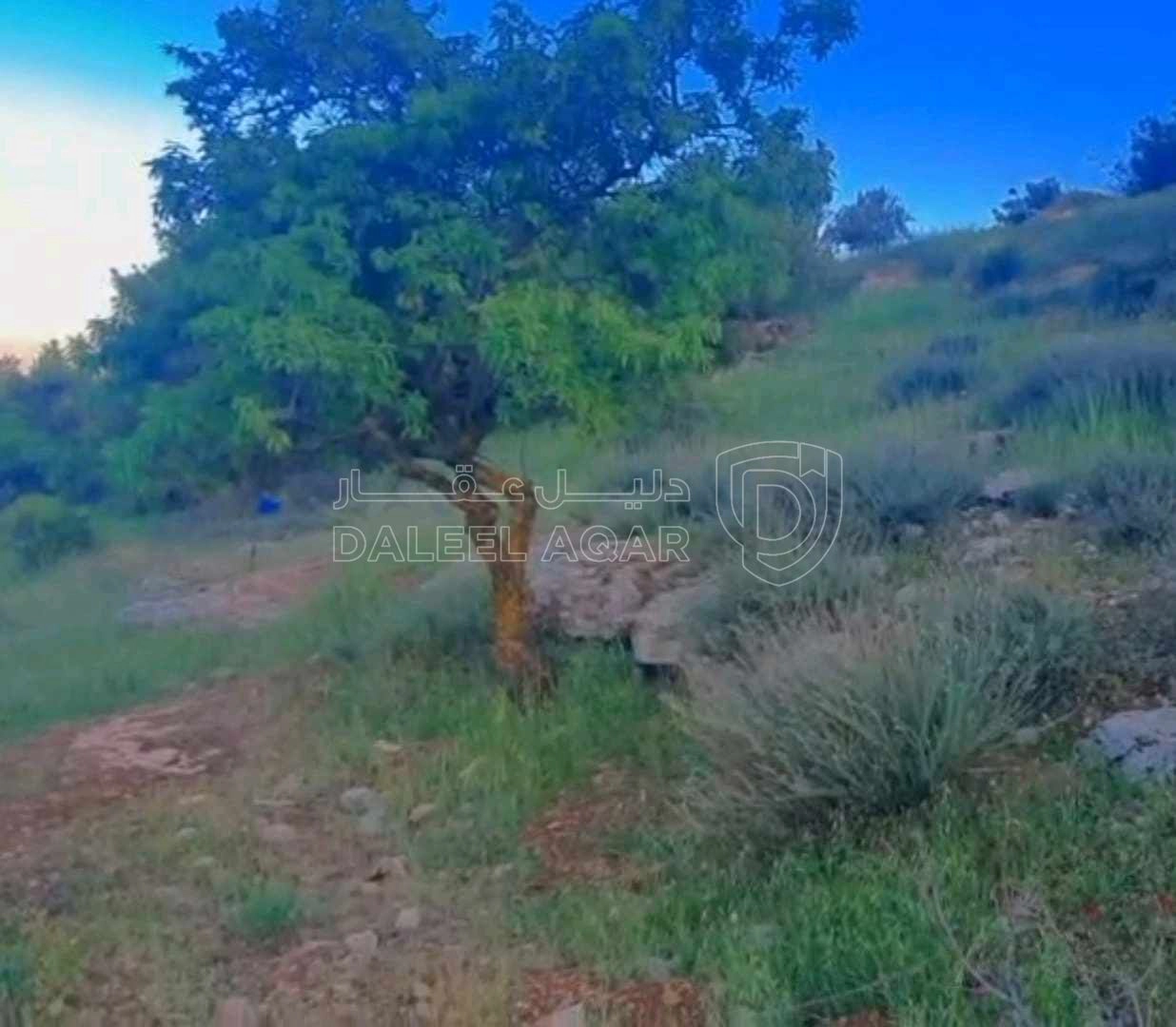 أرض في قطعة ارض للبيع مساحة ١٢ دونم ف منطقة صخره مزروعه أ - 18,000 دأ - صورة 1