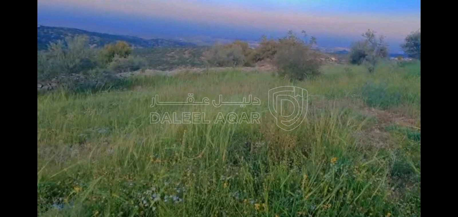 أرض في قطعة ارض للبيع مساحة ١٢ دونم ف منطقة صخره مزروعه أ - 18,000 دأ - صورة 1