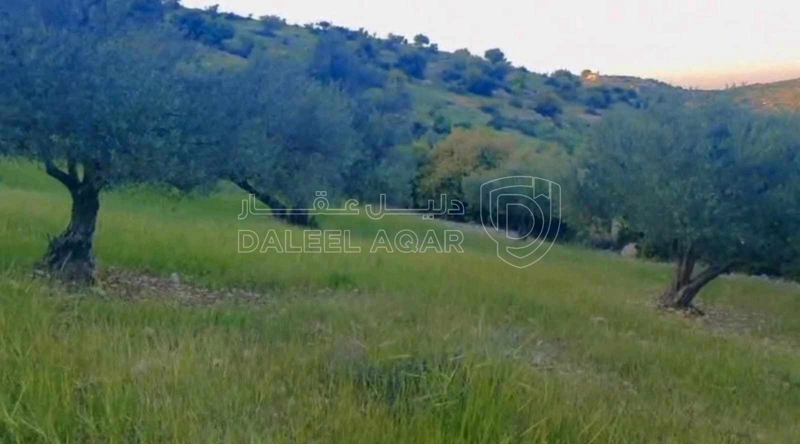 أرض في قطعة ارض للبيع مساحة ١٢ دونم ف منطقة صخره مزروعه أ - 18,000 دأ - صورة 1