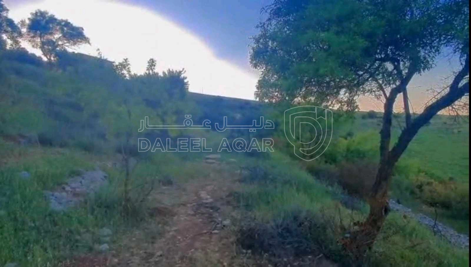 أرض في قطعة ارض للبيع مساحة ١٢ دونم ف منطقة صخره مزروعه أ - 18,000 دأ - صورة 1