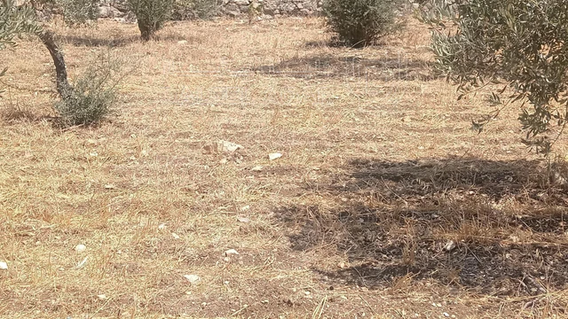 أرض في السلط نقب الدبور الفزرة - 190,000 دأ - صورة NaN