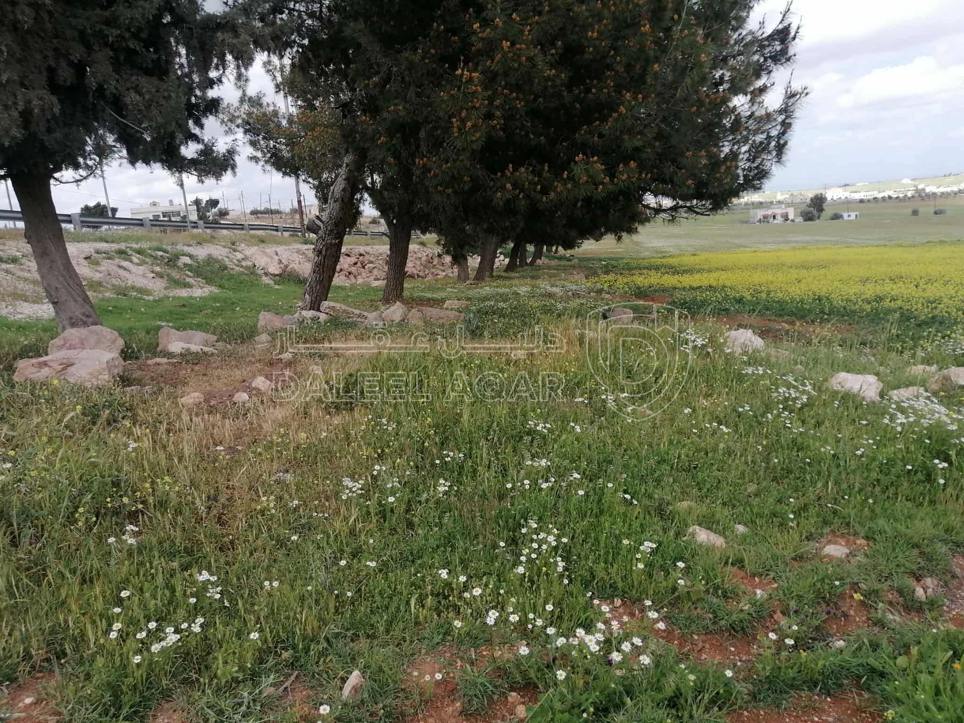 أرض في المفرق رحاب حوض الوسايا - 60,000 دأ - صورة 1