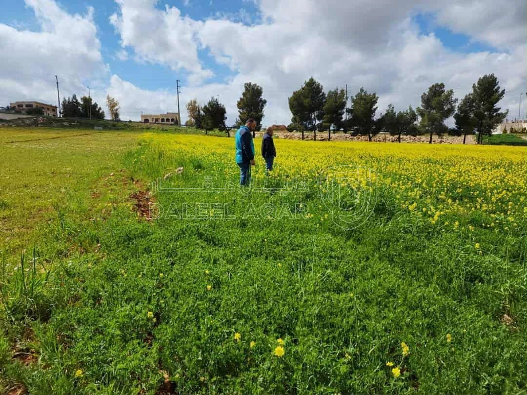 أرض في المفرق رحاب حوض الوسايا - 60,000 دأ - صورة 1