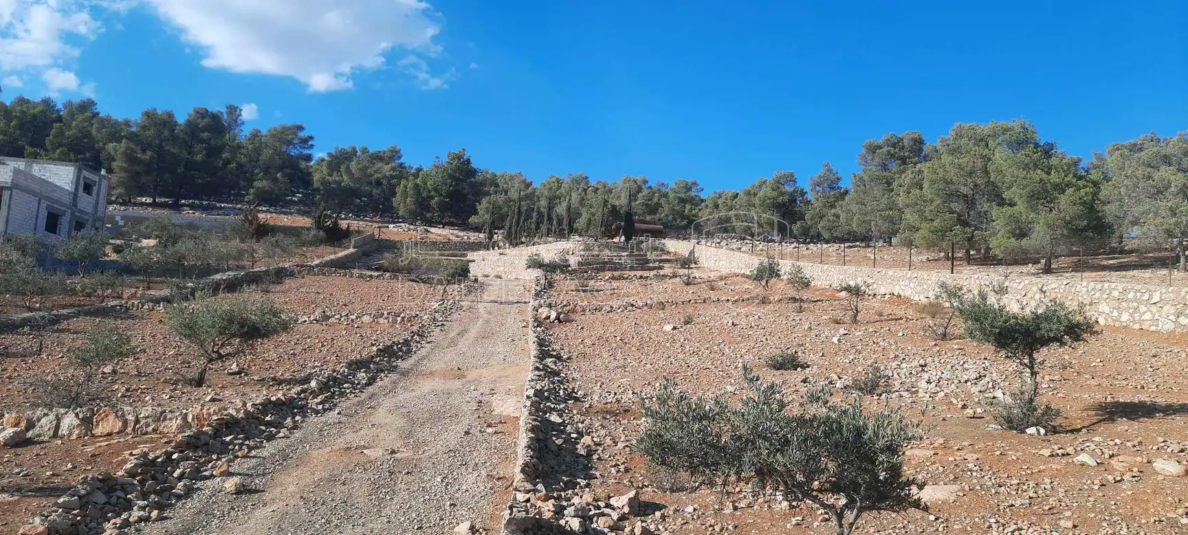 أرض في ارض مزرعة للبيع حمامه المفرق قرب نادرة  - 35,000 دأ - صورة 1