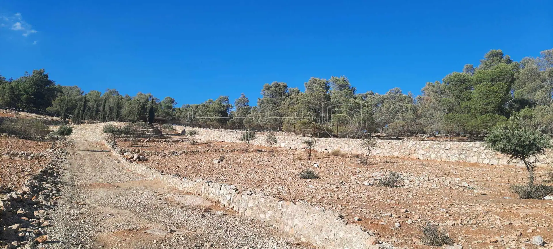 أرض في ارض مزرعة للبيع حمامه المفرق قرب نادرة  - 35,000 دأ - صورة 1