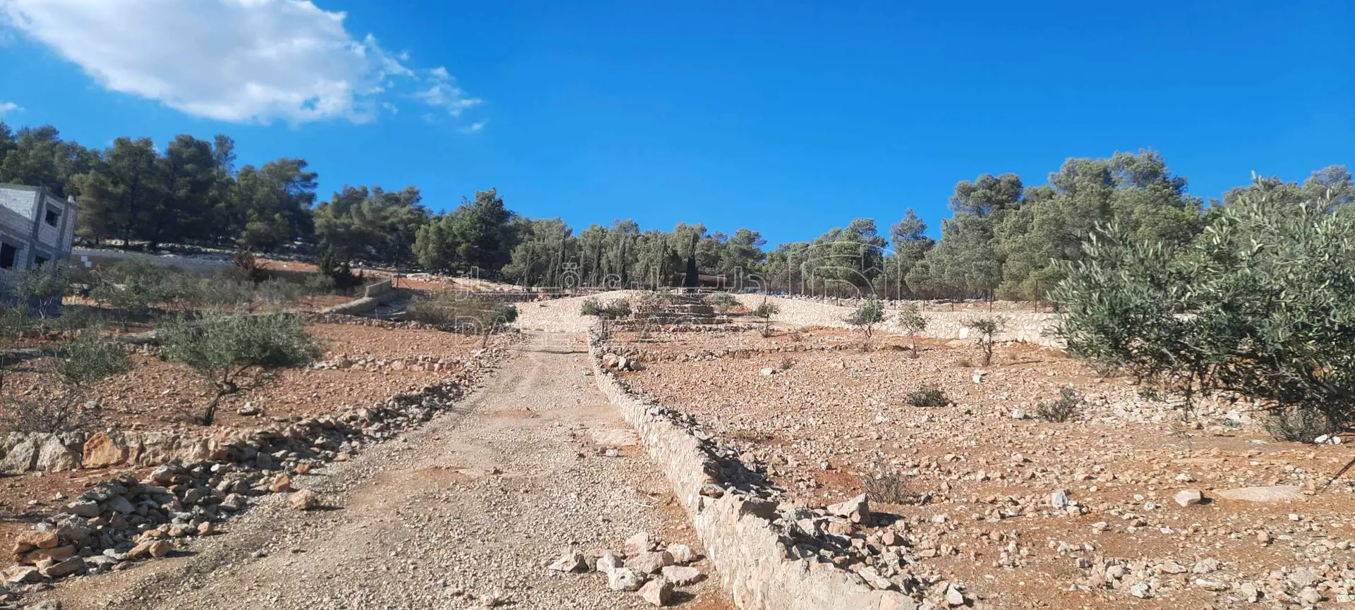 أرض في ارض مزرعة للبيع حمامه المفرق قرب نادرة  - 35,000 دأ - صورة 1