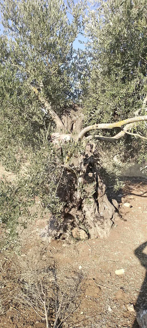 أرض في اربد المزار الشمالي زوبيا  - 1,500,000 دأ - صورة 1