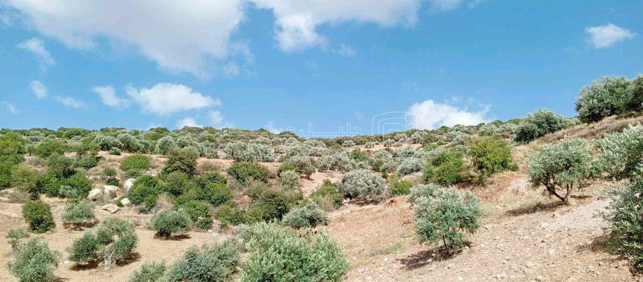 أرض في للبيع ارض بالسلط -  علان - حوض ام حمارة، مساحة الأ - 6,500 دأ - صورة 1